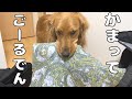 編集で忙しいとーちゃんに構ってほしい愛犬の行動が可愛いｗ