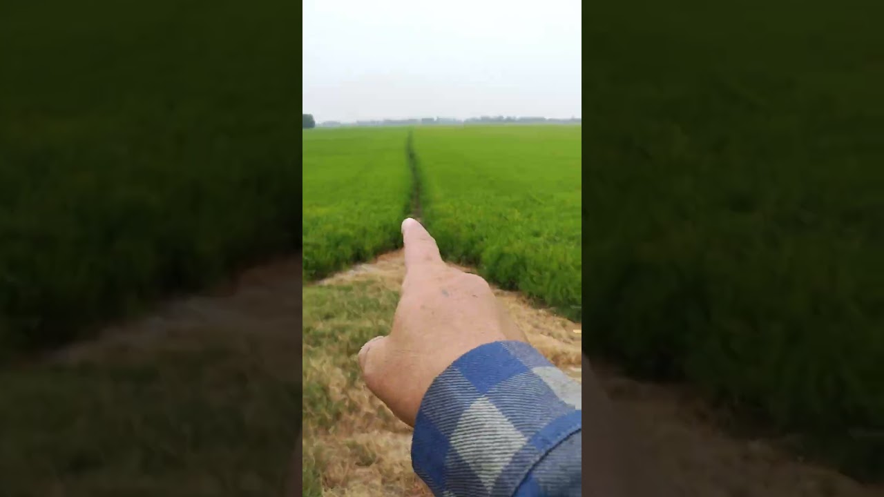 Đất lúa 2 vụ mặt tiền kênh sáng lớn . Đất thuộc xã Hưng Thạnh Tân Hưng tỉnh Long An . LH 0918700781