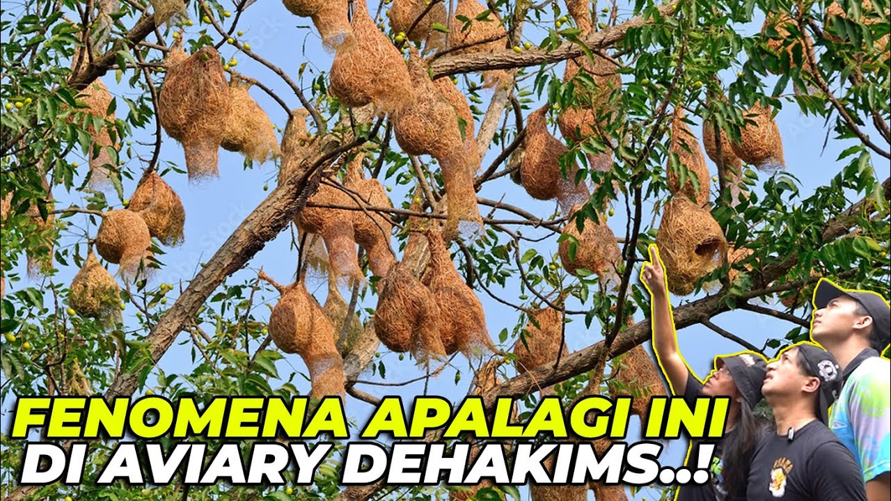 ATAP AVIARY TERTUTUP SAMA SARANG BURUNG INI..! BANYAK BANGET SARANGNYA..!!