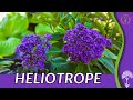 Heliotrope information description and more cherry pie plant heliotropium arborescens