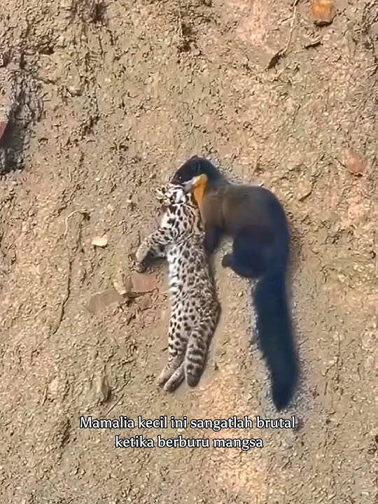 Wow..Hewan Kecil Ini Bisa Memangsa Rusa Dan Kucing Hutan #shortvideo #animals