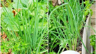 Grow Chives!! Quick and EASY! Chive Growing Guide | Gardening in Trinidad and Tobago
