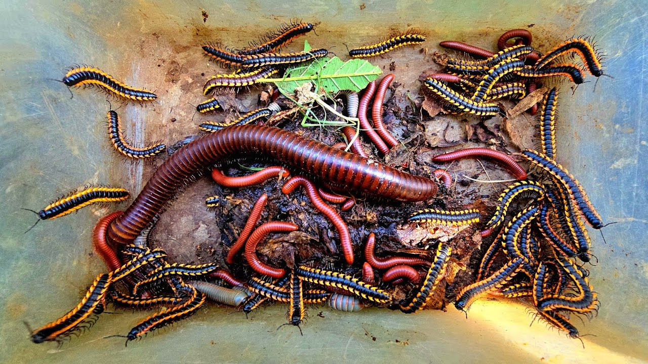 Best Hunting Color Millipedes, Red Millipede, Yellow Spotted Millipedes, Giant Millipede, Scorpion 