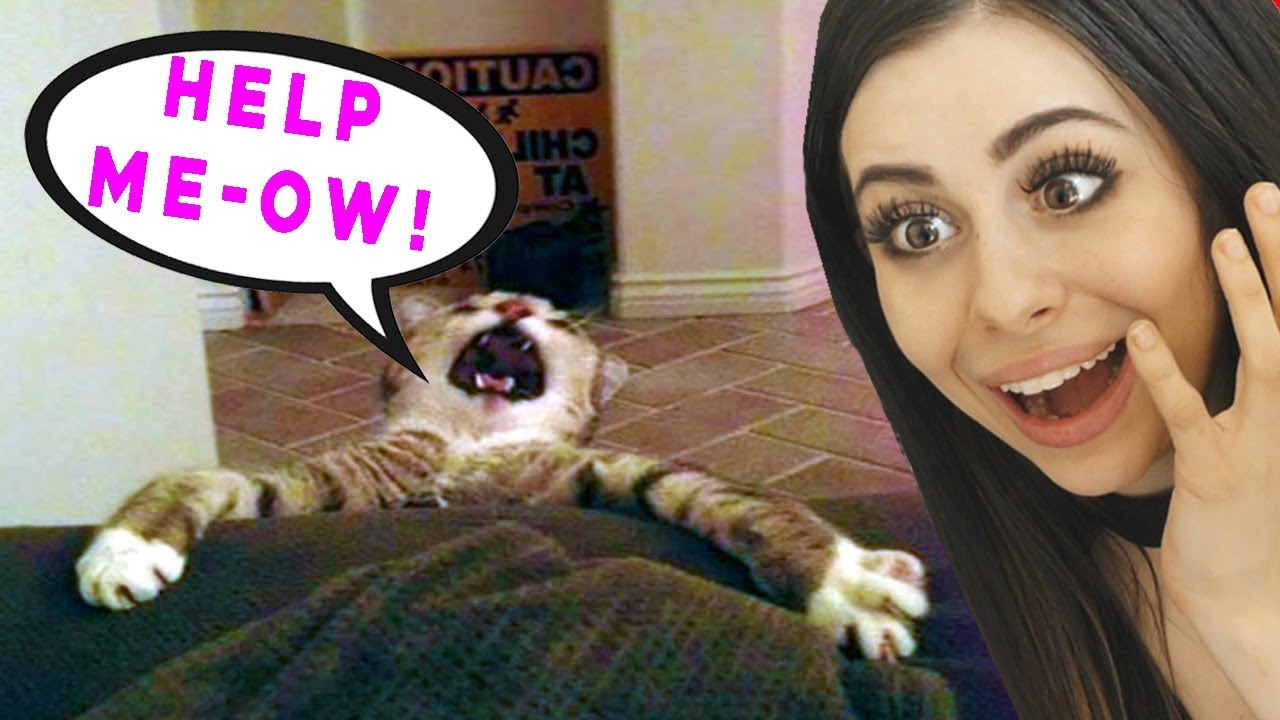Over Dramatic Cats Who Deserve An Oscar Youtube