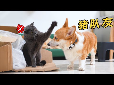 猫咪正在抓蜜蜂，却被柯基干扰捣乱，这能不生气？！