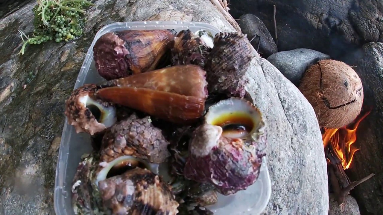 TURBAN SHELL AND ABALONE SHELL - YouTube