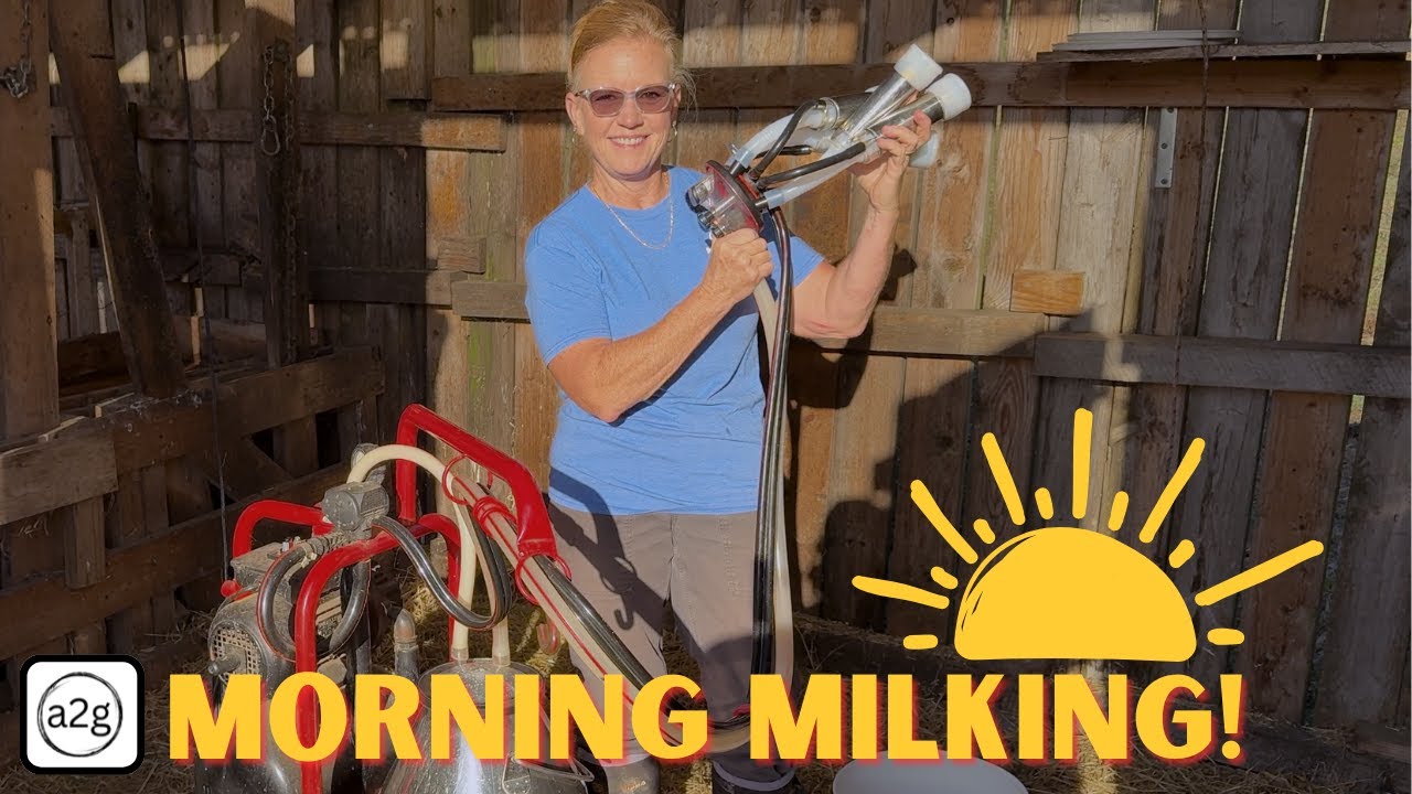 Milking Our Sweet Jerseys Cows