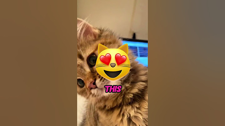 This Is Why You Should Never Let Your Cat Explore 🐱😳