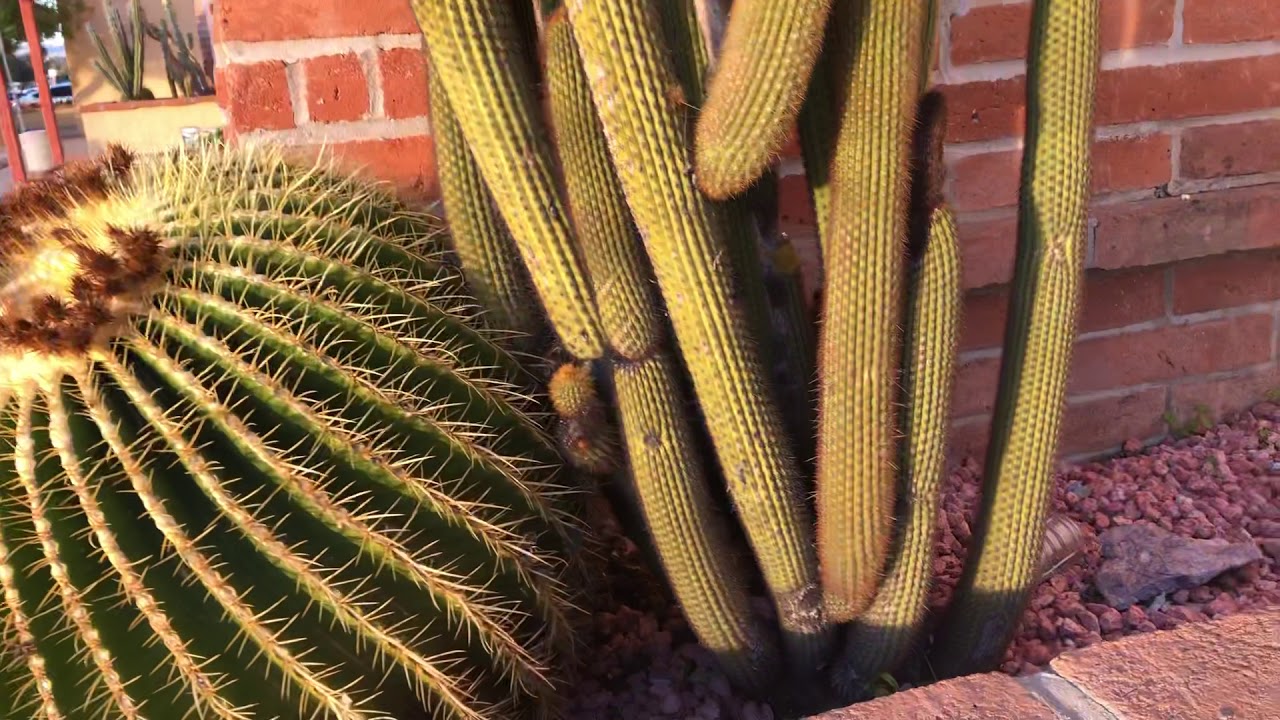 An Organ Pipe Cactus and Two Golden Barrel Cacti 