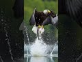 Eagle hunt 2