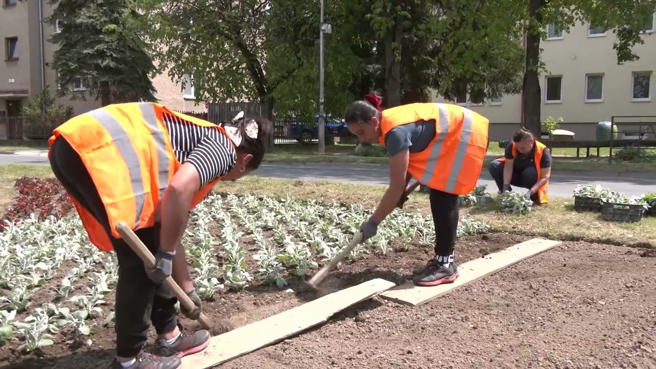 VIDEO Vysadili 13 500 letničiek na 14-tich záhonoch, v suchom počasí ich treba viac polievať