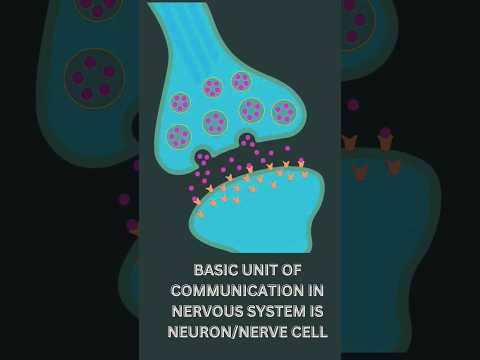 Nerve cell diagram