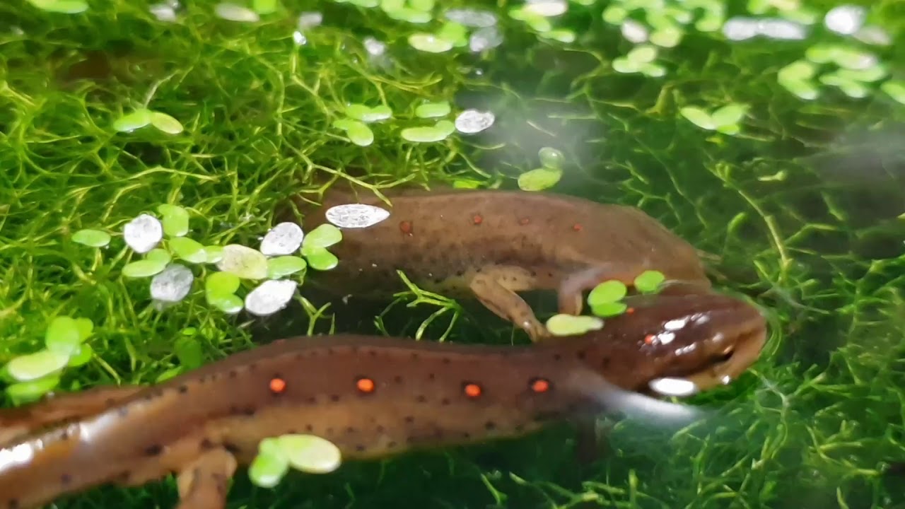amphibians nedir Eastern Newt Care Guide Part 2
