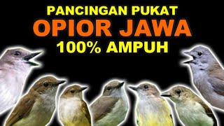 MASTERAN PANCINGAN SUARA PIKAT OPIOR JAWA