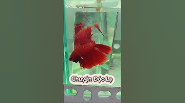 Chuyện Độc Lạ nhờ ae giải đáp dùm 🥲 #bettadumbo #bettafish #betta #bettavietnam #cábetta
