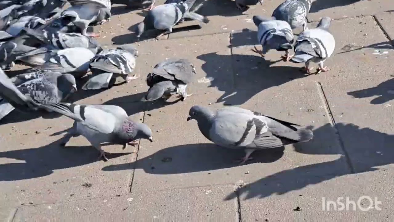 Złapałem gołebia pocztowego w ręce. Trafił się gołąb ozdobny żyjący na wolności.  Zobaczcie jaki 😀