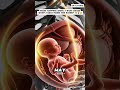 What Happens When a Baby Hears Mom's Voice Inside the Womb? 🥹🤰👶#BabyHearsMom👶#usatiktok ✨#fypviral 🔥