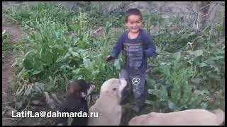 Гиссарские овцы и аборигенные САО Таджикистана саги дахмарда Холниёза из Дангары