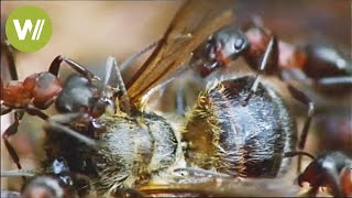 Download Lagu Ants - Secret of their communication revealed MP3