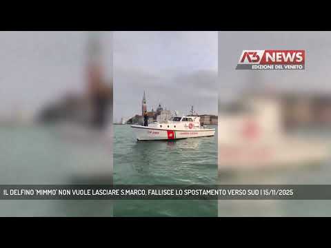 IL DELFINO 'MIMMO' NON VUOLE LASCIARE S.MARCO, FALLISCE LO SPOSTAMENTO VERSO SUD | 15/11/2025