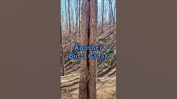 Felling a Large Split Tree #timber