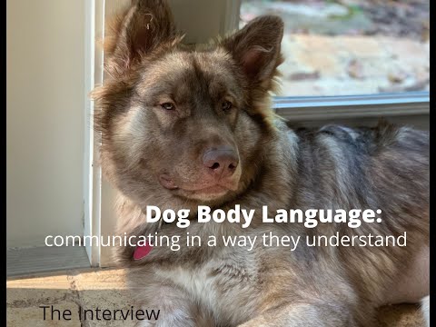 فيديو: كيف يقرأ الكلاب لغة الجسد البشري