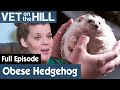 🦔 Hedgehog Has Been Overweight Since A Baby | FULL EPISODE | S02E10 | Vet On The Hill