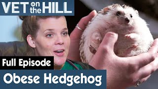 Hedgehog Has Been Overweight Since A Baby | FULL EPISODE | S02E10 | Vet On The Hill