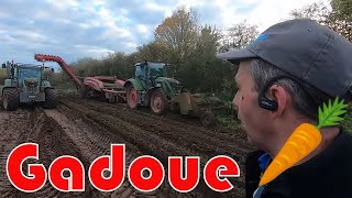 Arrachage 🚜 difficile des premières carottes ☔