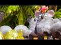 LA PANDILLA DE LA SELVA Segundo Maratón De Episodios Aventuras WOW CLUB ESPAÑOL 