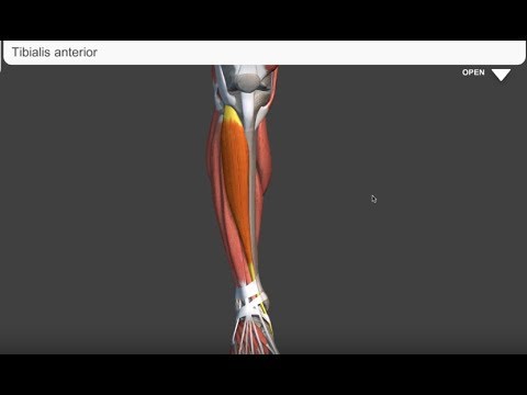 Video: Ringvormige Peesanatomie, Functie En Diagram - Lichaamskaarten