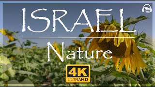 Israel travel. Israel nature 🌴 Путишествие по Израилю. Природа Израиля