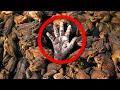 They Released 2,000 Toads, 76 Years Later 200 Million Appeared