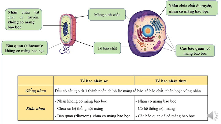 So sánh tế bào nhân sơ và thực