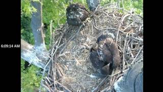 Avon Lake Bald Eagles
