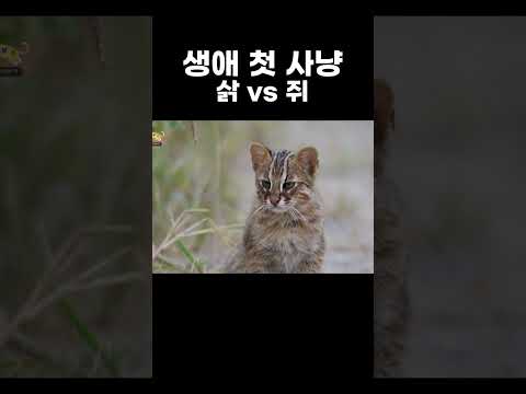 혼자 처음으로 쥐 사냥을 해보는 야생의 맹수 <strong>삵</strong>│#shorts │고양이를 부탁해│알고e즘