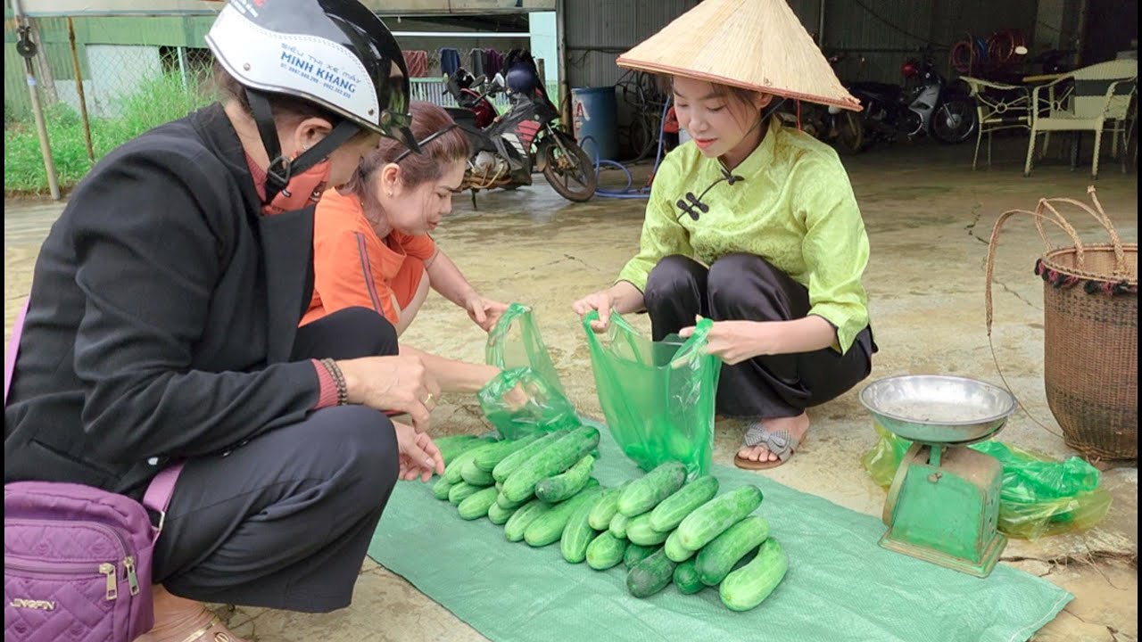 Harvest cucumbers to sell at the market. - YouTube