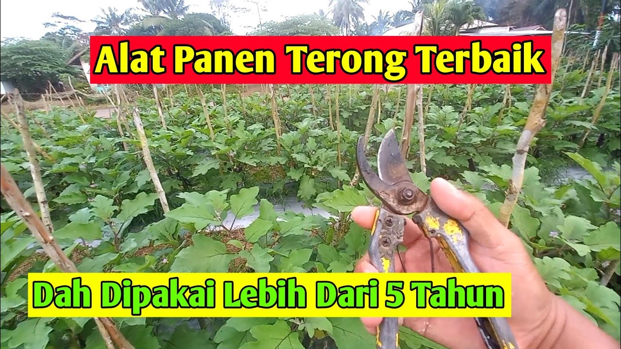 Alat panen terong terbaik