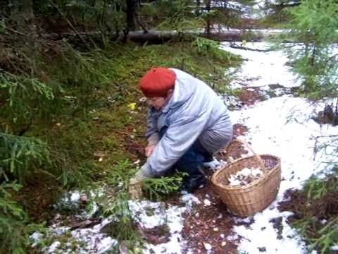 Пять вёдер грибов из-под снега. Сбор серых рядовок