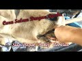 Cara BerSalam Dengan Lembu || SALAM sangat XD