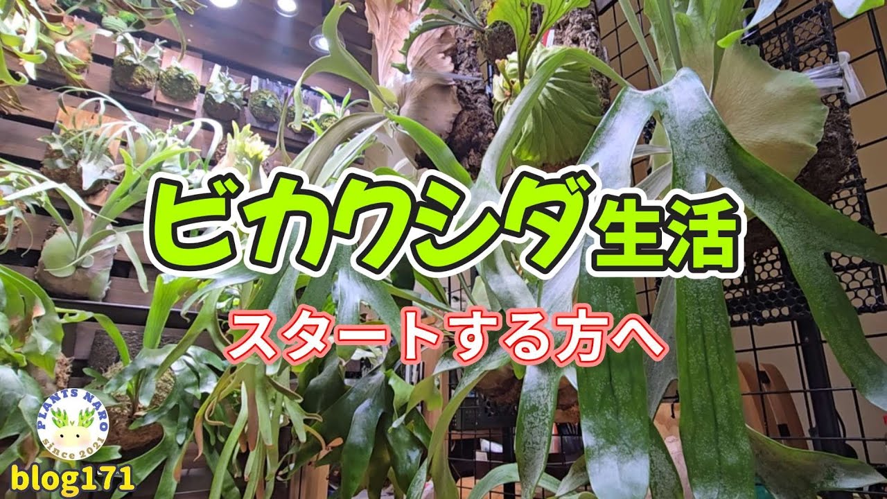 【🔰】これからビカクシダをスタートする皆さんへ😃✨