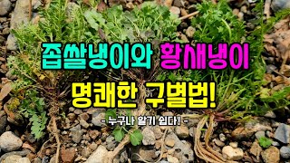 많은 사람들이 그 구별을 혼동하고 오해하며 어려워하는, 아삭 상큼 알싸한 이 두 나물! 일반적 구별법의 한계를 밝히고,  뿌리를 통한 명쾌한 구별법을 통해 시원하게 알아 봅니다!