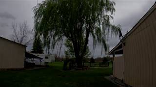 Willow Tree - Complete Trim - Time Lapse