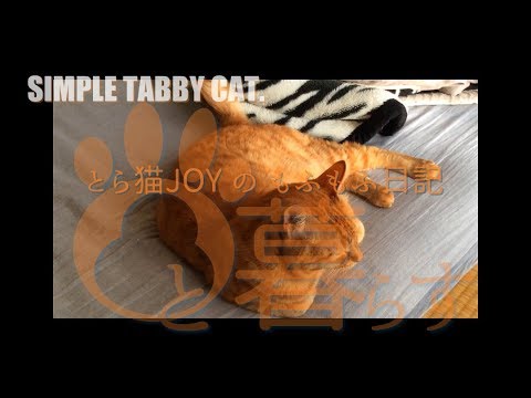 お姉ちゃんのお風呂を覗きにくるデバガメな猫 - SIMPLE TABBY CAT.