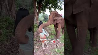 A day at Elephant Nature park, Thailand 😍 #elephant #elephantnaturepark #thailand #chiangmai #tour