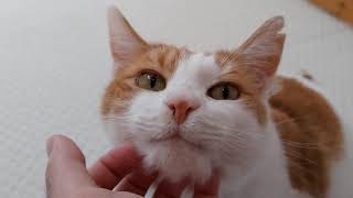 Cat Purrs While Getting His Chin Scratched