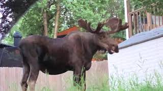 Huge bull moose near Kincaid Park