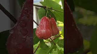 Thai Bell Water Apple...😋.              #fruit #sweet #garden #exotic