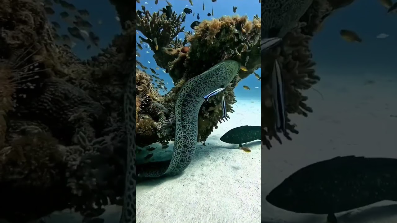 The Fish With Built-In Electricity (Electric Eel)