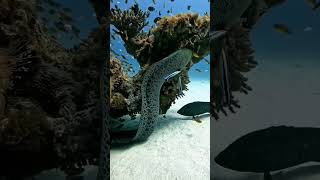 The Fish With Built-In Electricity Electric Eel